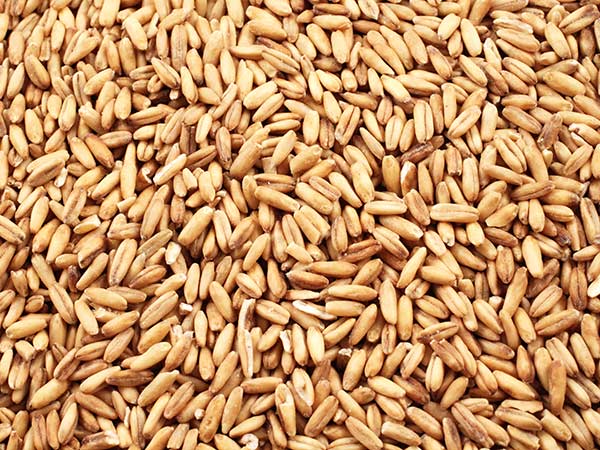 Autotrasportatore-materiale-cereali-sfusi Autotrasportatore-materiale-cereali-sfusi